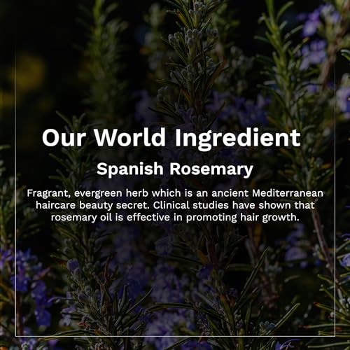 Pilgrim Spanish Rosemary & Biotin Anti Hairfall Shampoo for Reducing Hair Loss & Breakage | Upto 95% stronger hairs | Suitable for all hair types | For Men & Women 200ml shampoo and conditioner from Pilgrim
